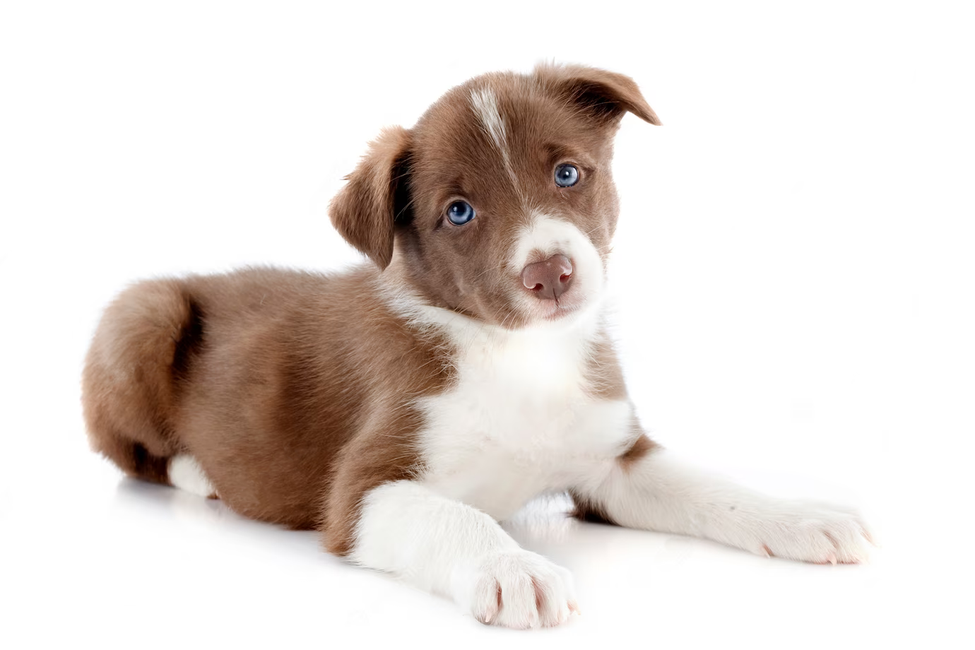 Jämför Hundförsäkring - Hitta den bästa hundförsäkringen