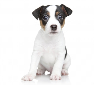 Vanliga frågor om hundförsäkring